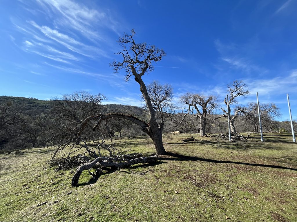 Tree views at Los Mochos